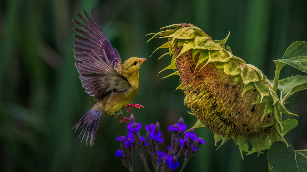 Goldfinch von Hanping Xiao