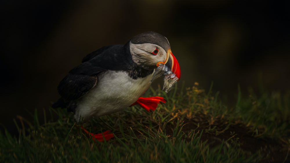 Sad Puffin von Hanping Xiao