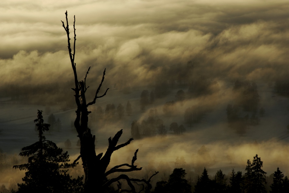 Out of the mist von Hans Jørgen Lindeløff