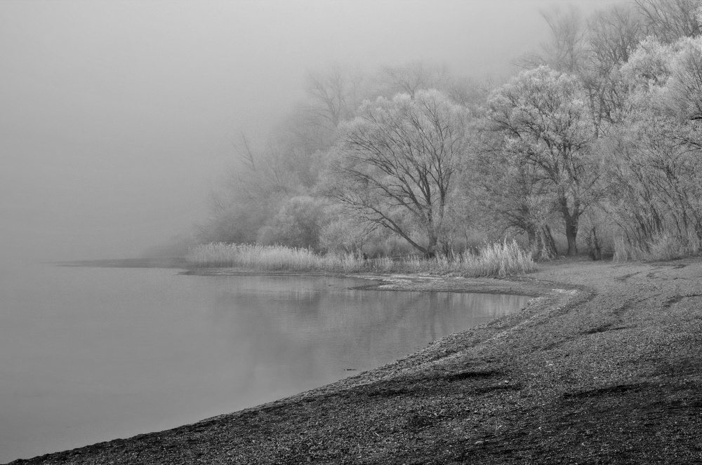 hoarfrost and fog von Hans Peter Rank