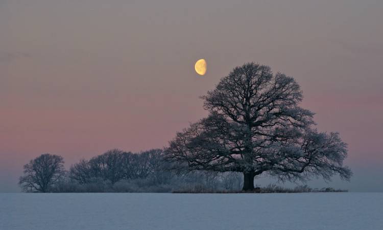 The Oak and The Moon von Hans Jürgen  Lindel?ff