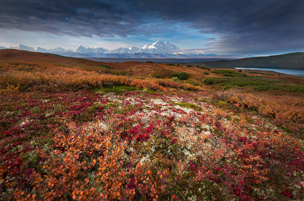 Denali in Fall color at sunrise, captuerd near Wonder Lake Camping Ground von Hao Howard Liu