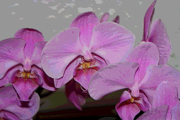 Orchidee 0040 von Harald Albrecht