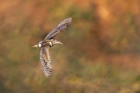 A Greater Painted Snipe in Flight