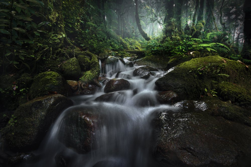 Borneo Rainforest von Hary Muhammad