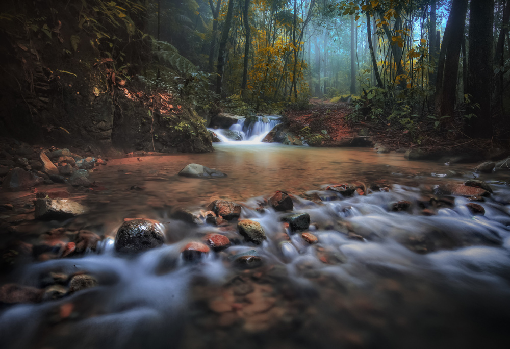 Borneo Rainforest von Hary Muhammad