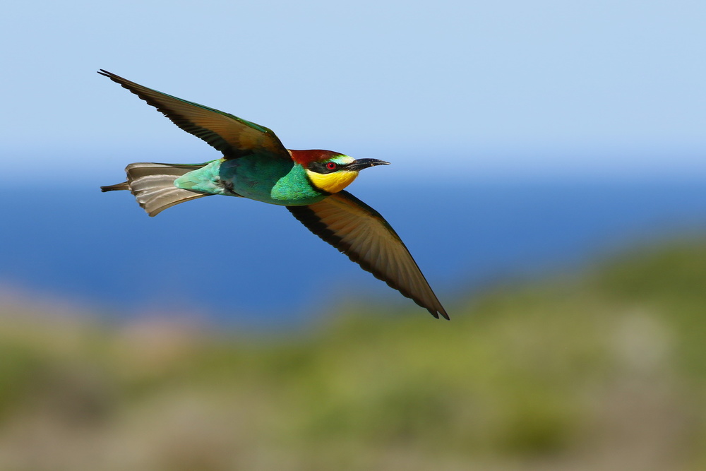 Bee_eater von Hasan Baglar