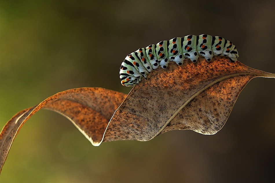 caterpillar von Hasan Hizli