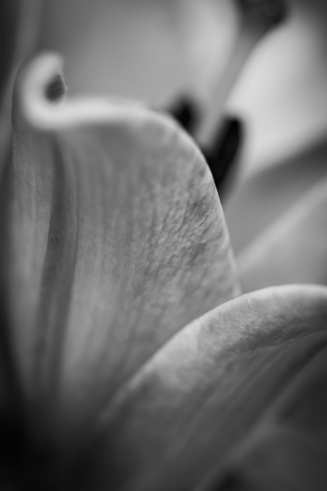 Black and White Abstract Flower von HBLee