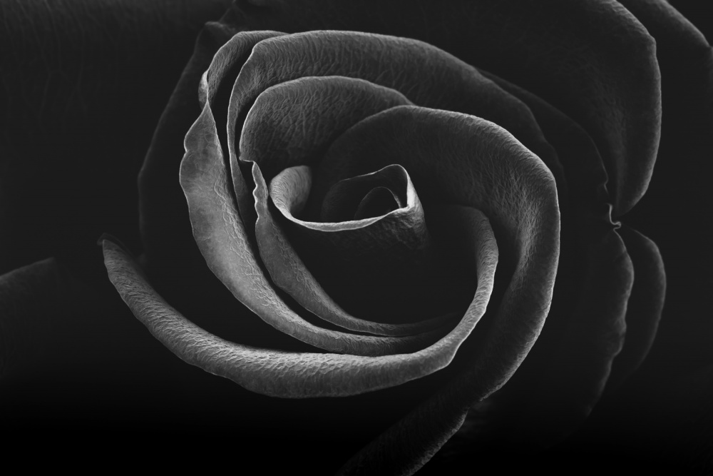 Alluring Black and White Rose von HBLee