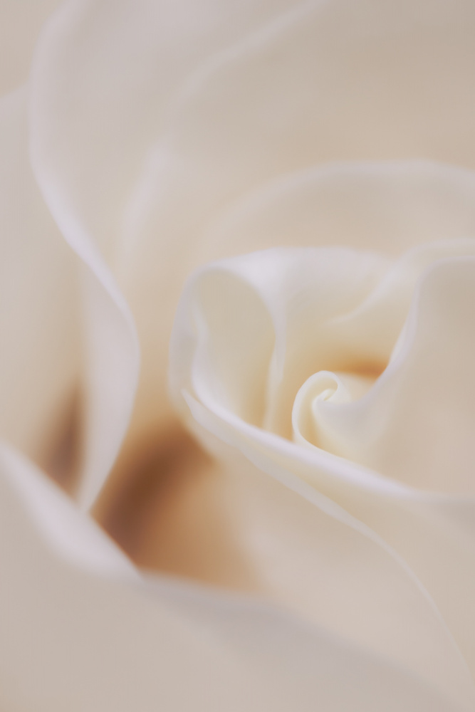 Soft Dreamy White Rose von HBLee