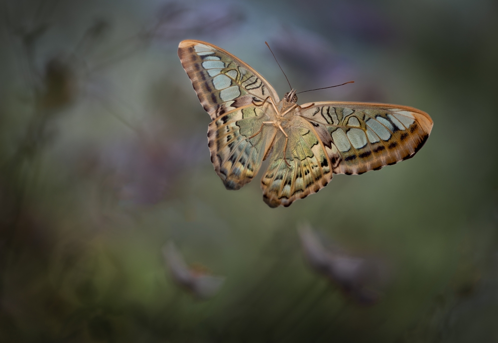 Landing 2 von Heather Bonadio