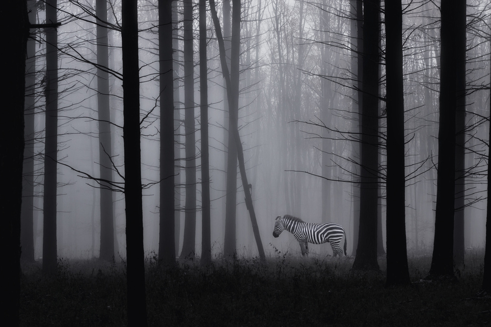 Grey zebra in the mist... von Heaven Man