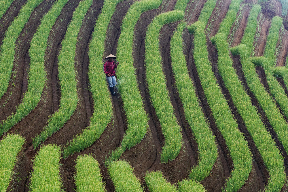 the Shallot park von hedianto.hs