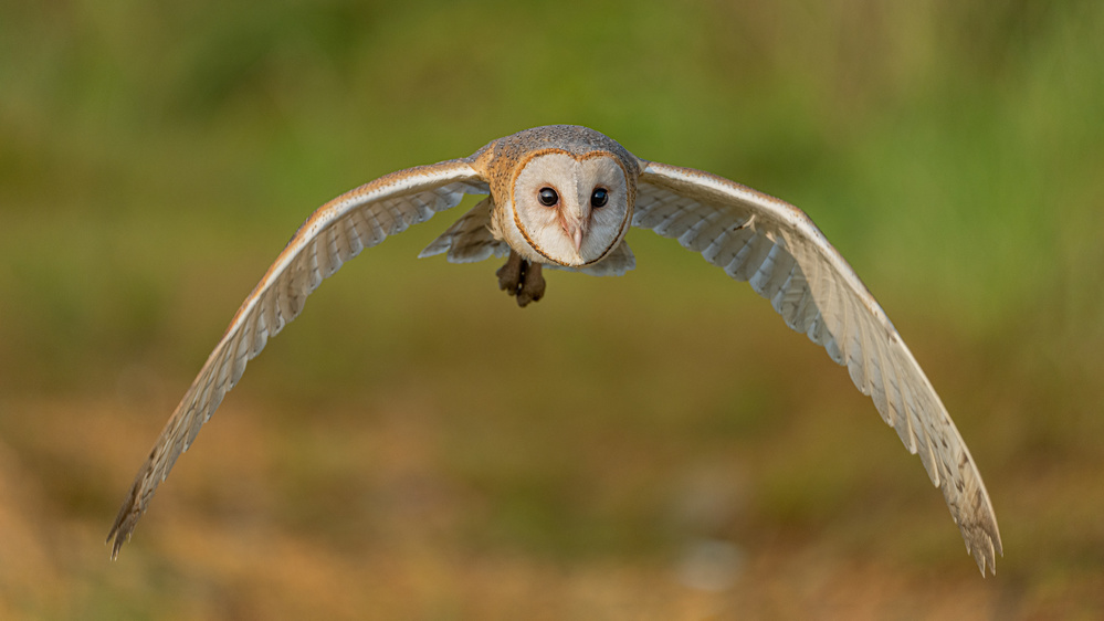 Owl: look me in the eyes von hedianto.hs