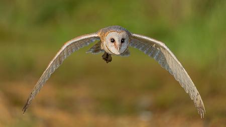 Owl: look me in the eyes