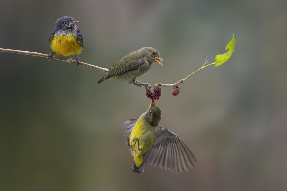 breakfast together von hedianto.hs