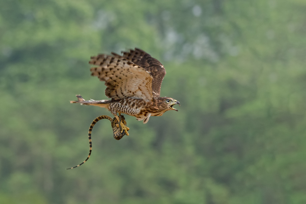 Bird of Prey: Accipiter von hedianto.hs