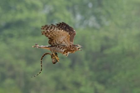 Bird of Prey: Accipiter