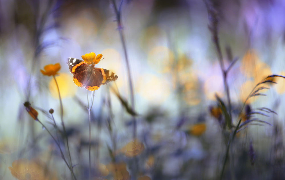 In a meadow von Heidi Westum