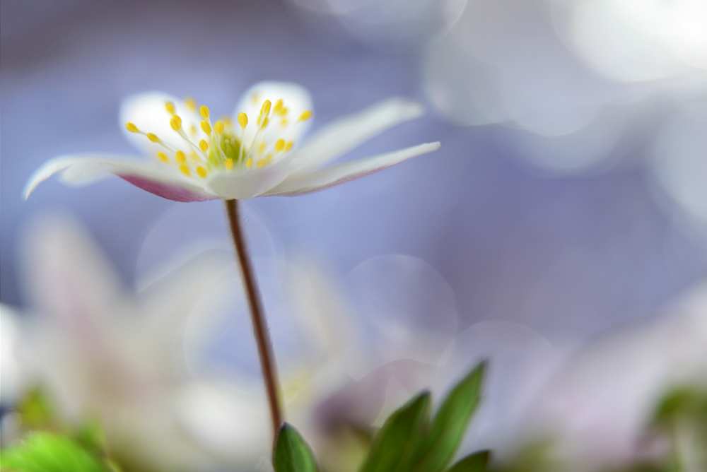 Purple spring von Heidi Westum