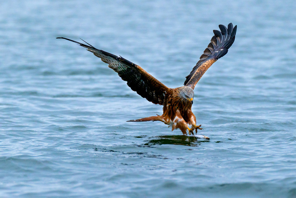 Red kite von Heike Rompf