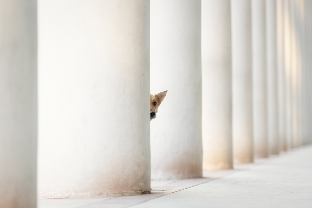 Bella - and the Pillars of the Earth... von Heike Willers