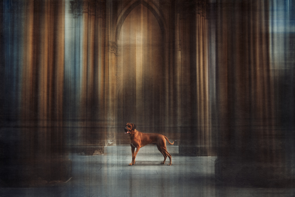 The Lion King von Heike Willers