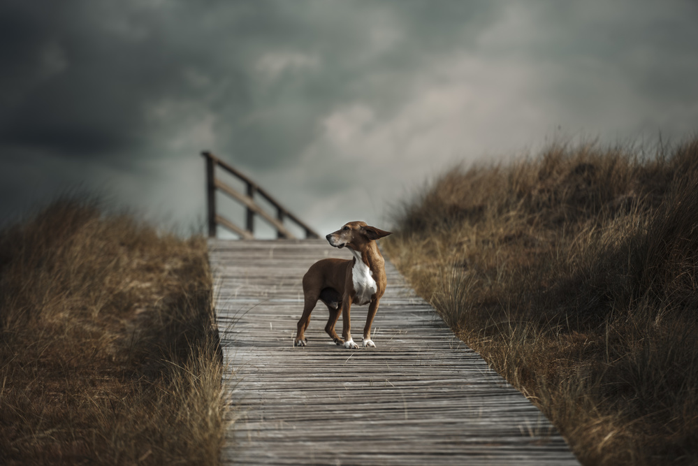 The summer wind came blowin in from across the Sea…. (Frank Sinatra) von Heike Willers