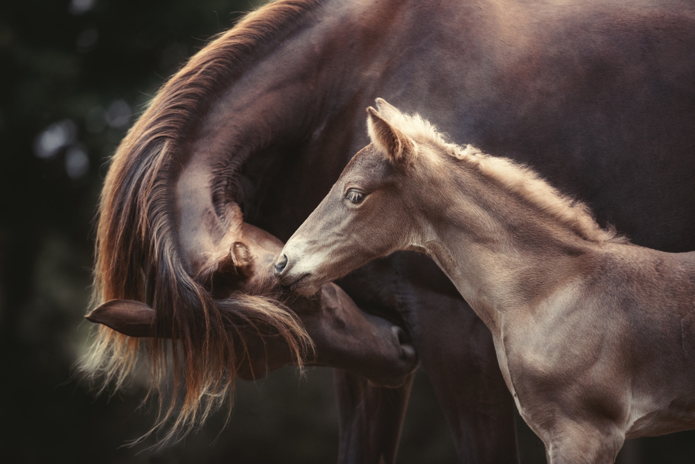 The Bond von Heike Willers