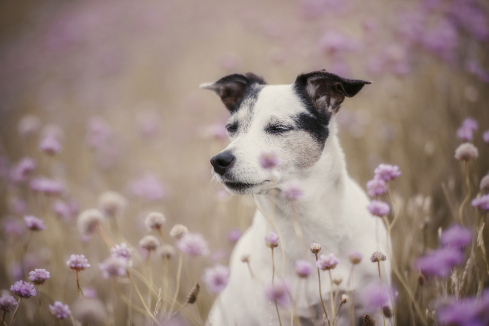 Sleeping Beauty von Heike Willers