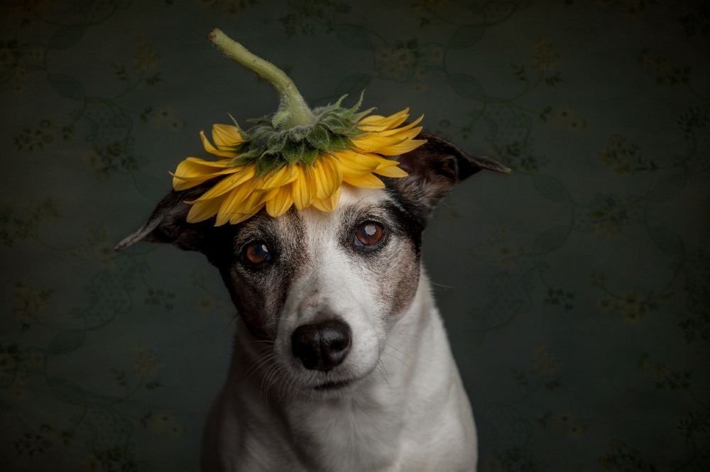 Ist ihr klar, dass sie wie eine Sonnenblume aussieht…. von Heike Willers