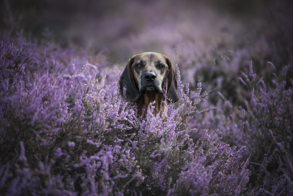 My Private Hideaway von Heike Willers