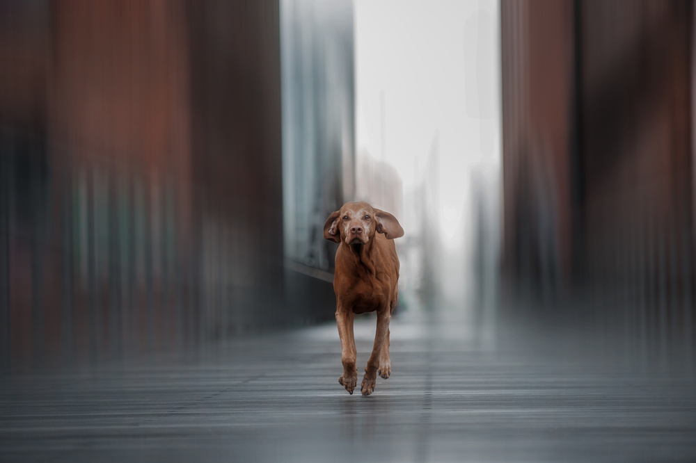 Run like the wind... von Heike Willers