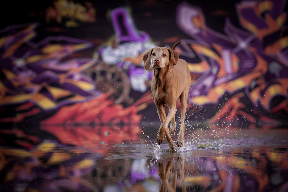 Dancer in the Dark von Heike Willers