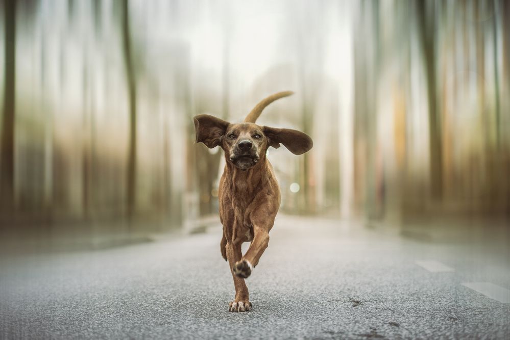 Dancing in the Streets von Heike Willers