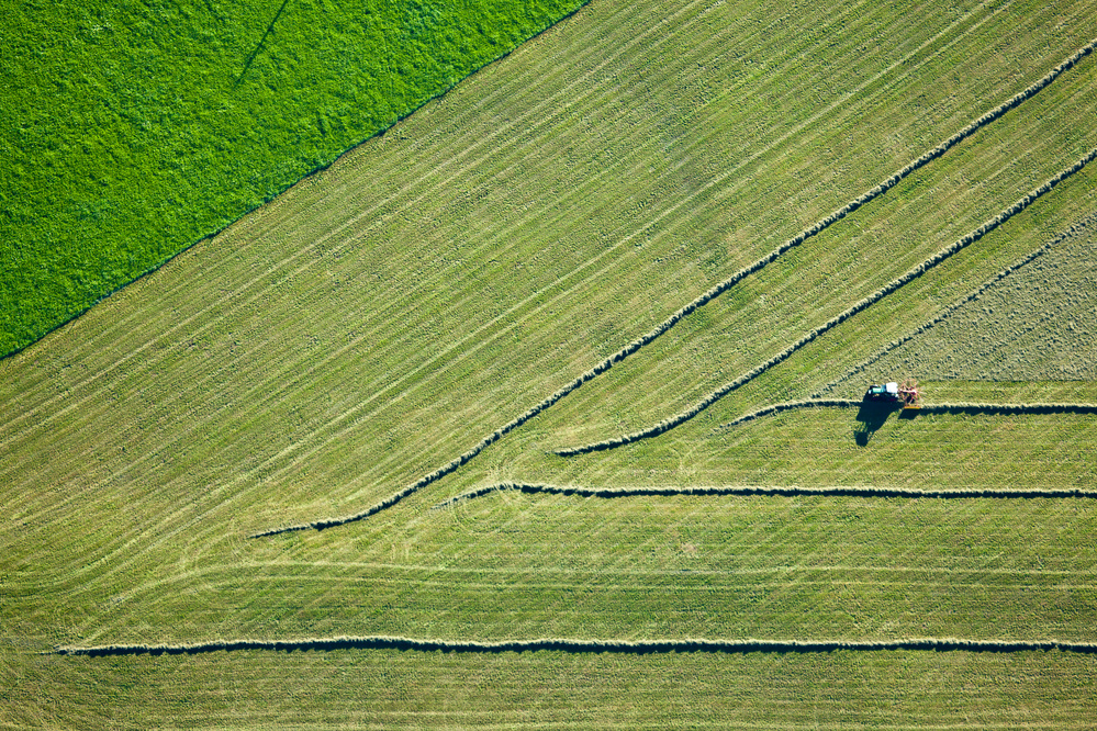 green gras von Heinz Hieke