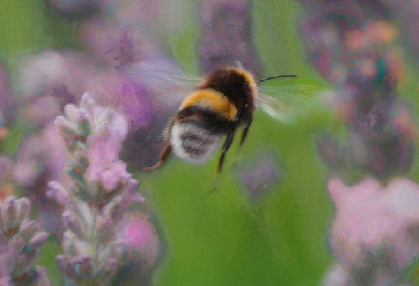 Bee in Lavender von Helen White