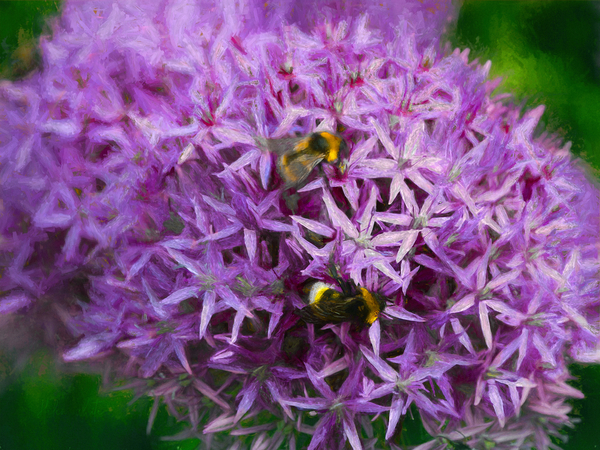 Bees in the aliums von Helen White