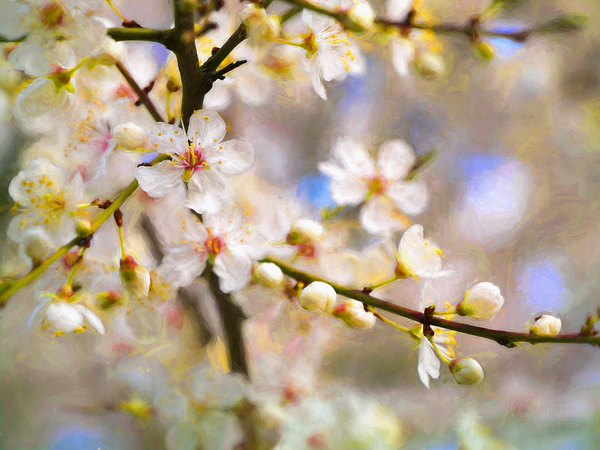 Blossom Joy von Helen White