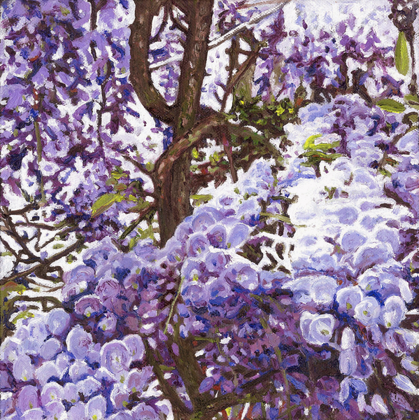 Blue wisteria von Helen White