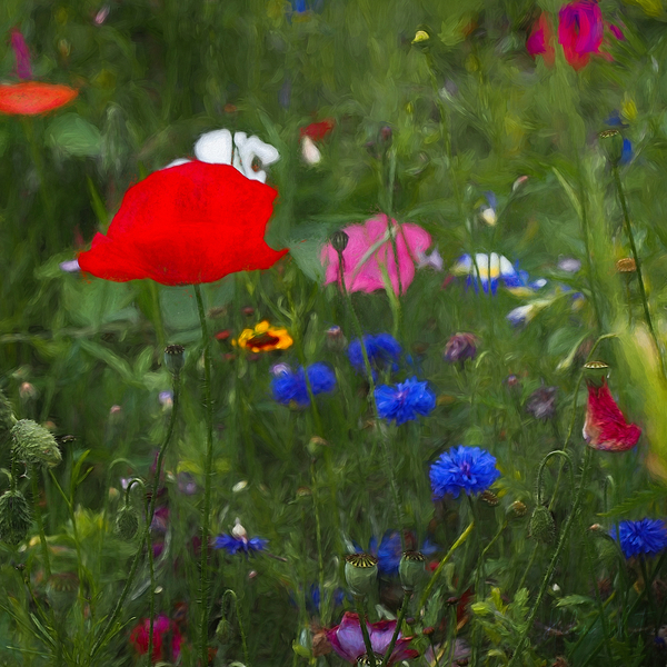 Natures Colourbox von Helen White