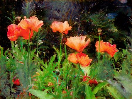 Peachy Poppies