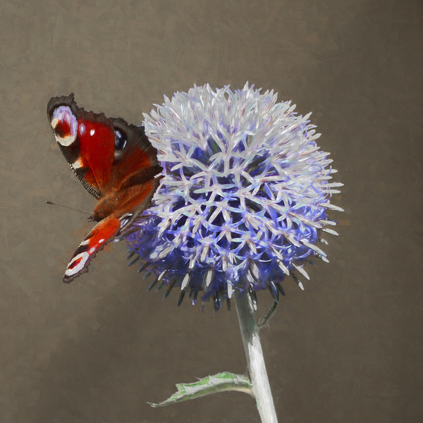 Peacock on Blue Thistle von Helen White