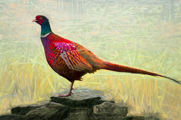 Pleasant Pheasant von Helen White