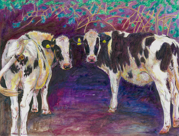 Sheltering cows von Helen White