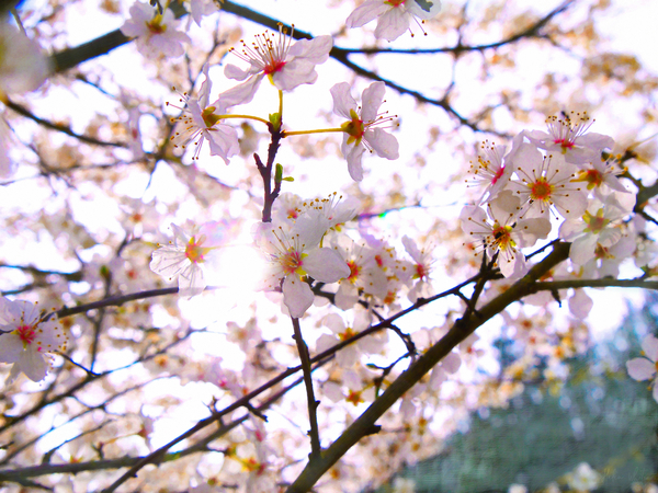 Spring Blossom von Helen White