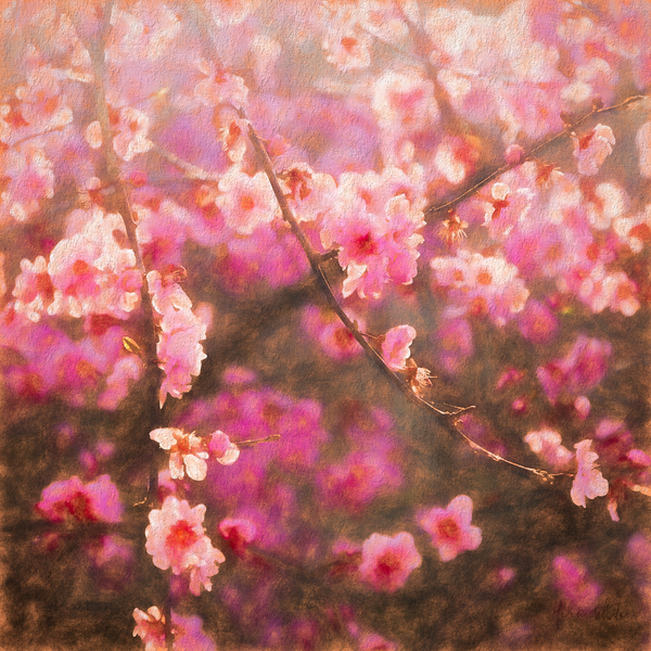 Spring Sprung von Helen White