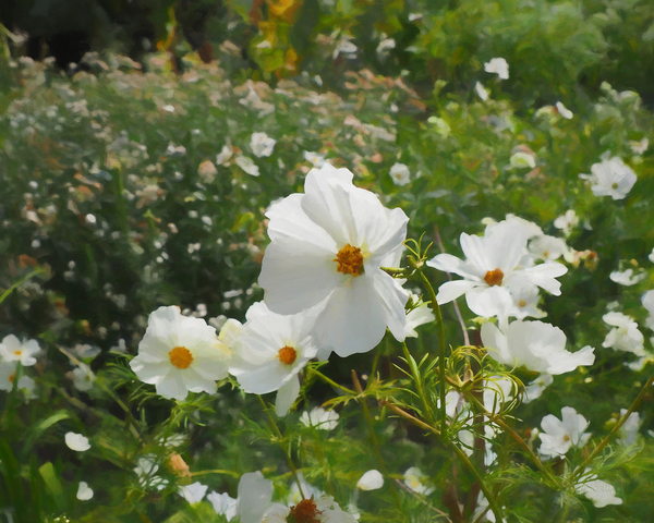 The White Garden von Helen White