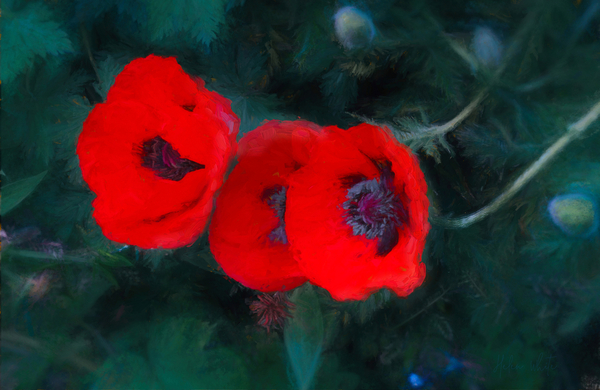 Three Poppies of Scarlet von Helen White